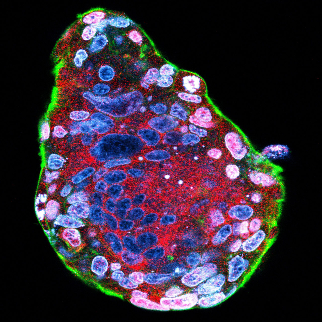 細胞ダイナミクス科学研究室 – 北海道大学 大学院生命科学院 ソフト