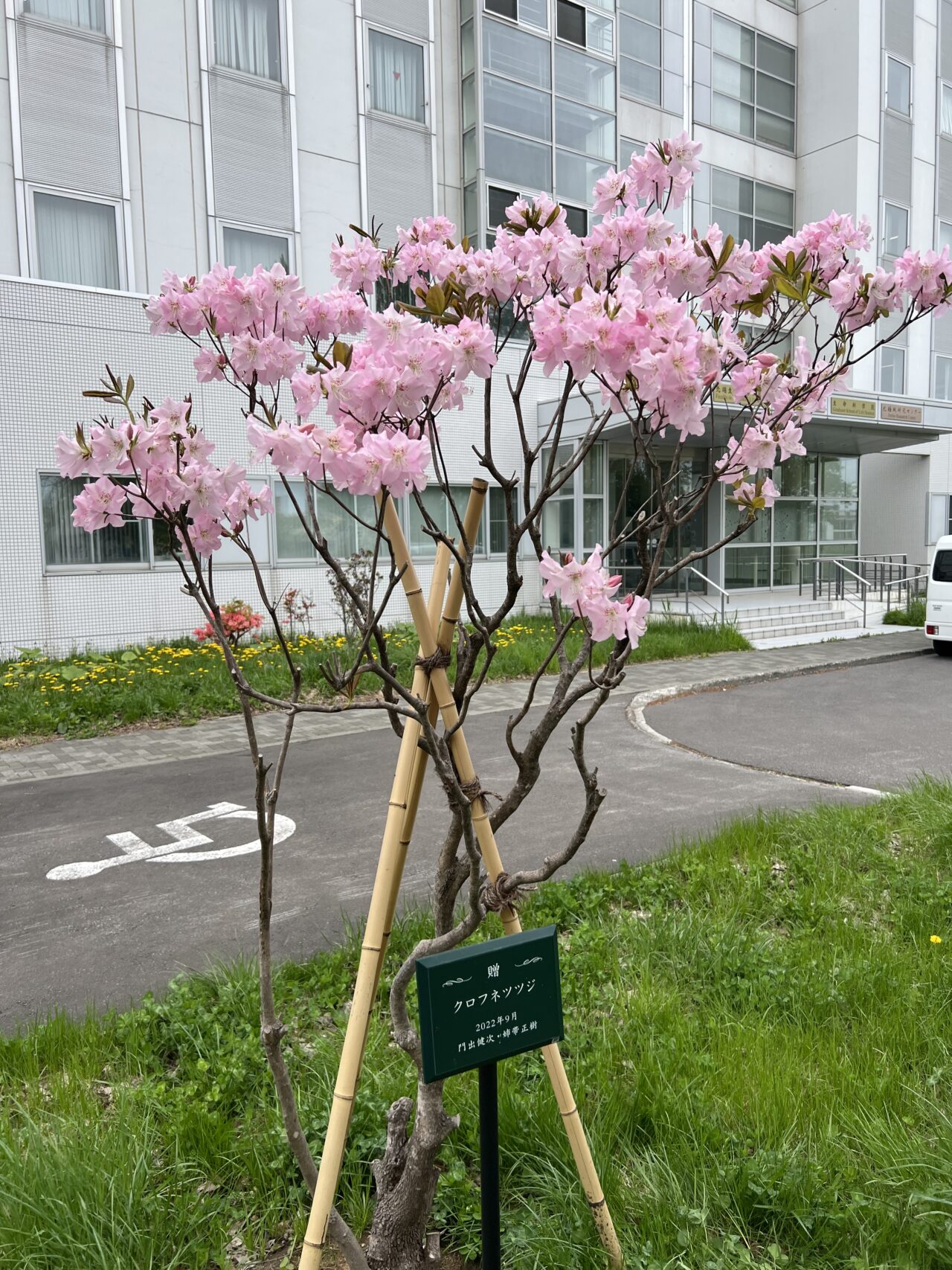 北キャンパス総合研究棟2号館前でクロフネツツジが咲きました